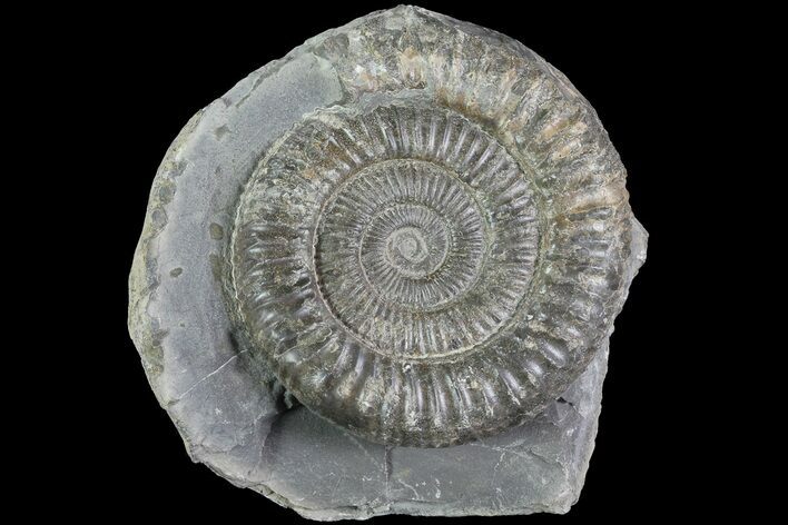 Dactylioceras Ammonite Fossil - England #84911